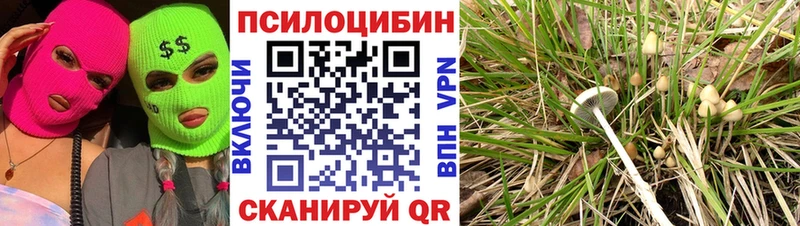 Купить где  Абдулино  Галлюциногенные грибы Cubensis 